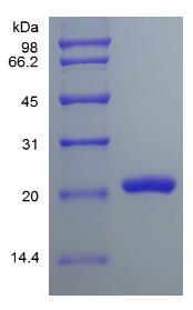 SDS-PAGE (FGF9-107H).jpg